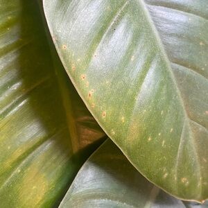 Meet your Posher, ZW